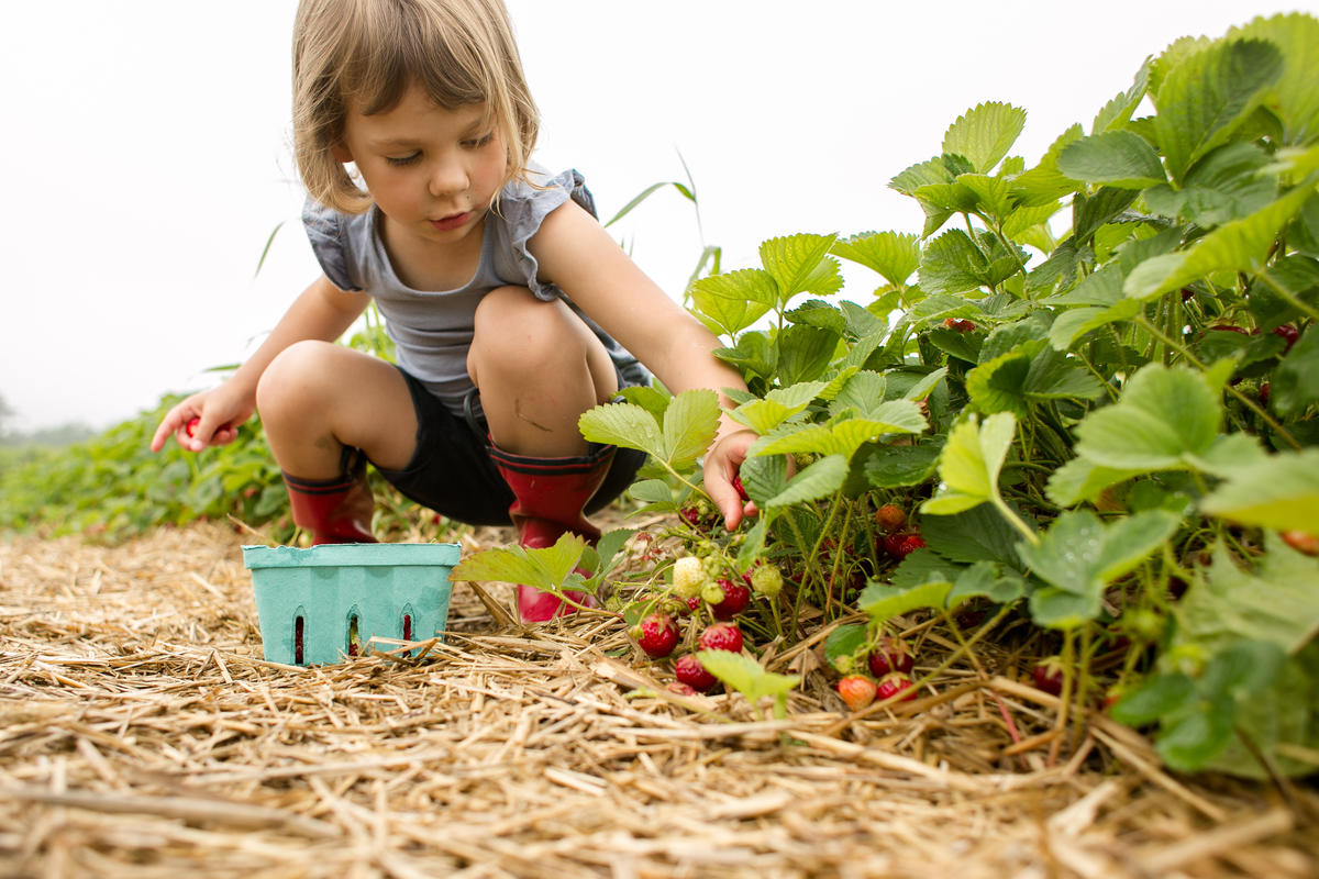 Cute child in red boots crouching down in a field to pick strawberries