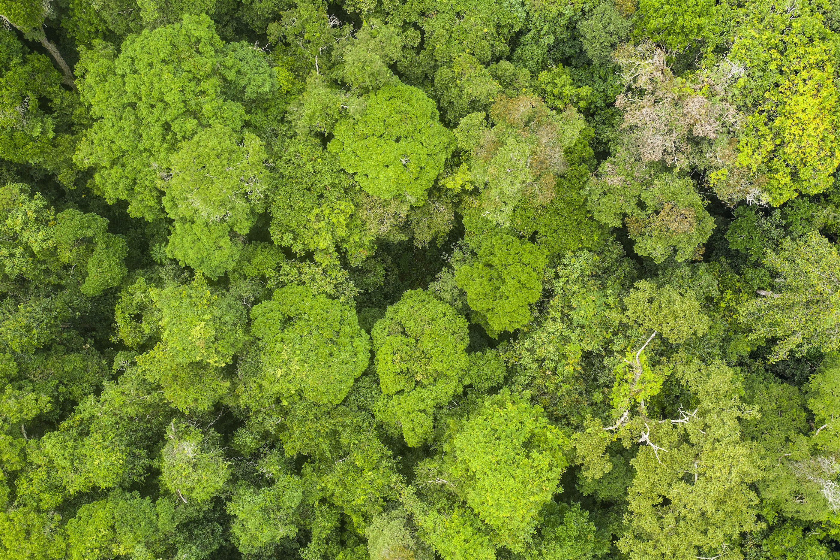 Aerial view of a green rainforest foliage, Congo Basin. Odzala National Park, Republic of Congo.