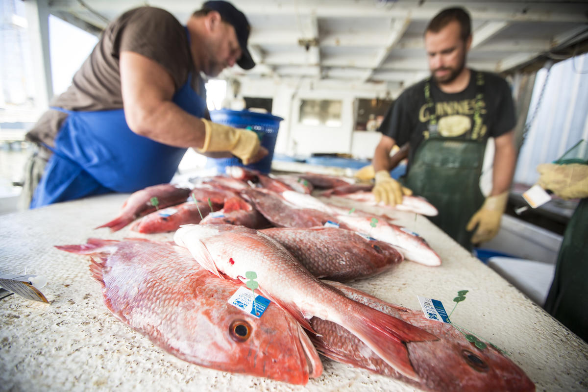 Fishermen handling red snapper.