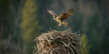 Osprey in flight just above its nest