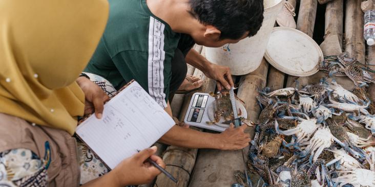 Two people weighing crabs and taking notes.