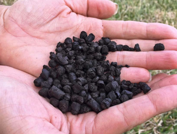 Hands full of biochar material