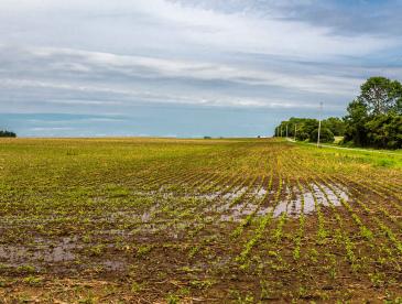 Standing water in a field.