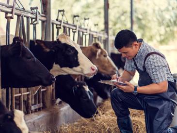 Farmer taking notes alongside cows.