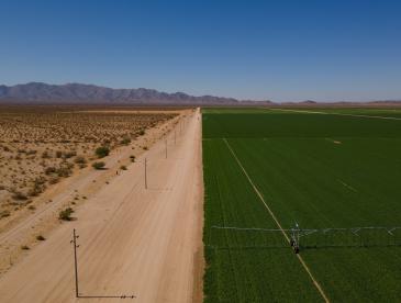 A desert landscape next to lush green fields, separated by a dirt road.