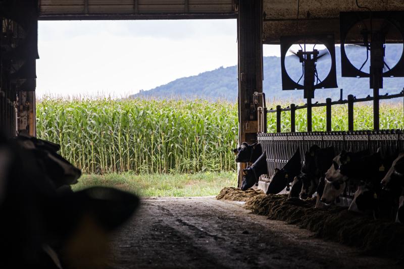 View from inside a dim barn where cows stand at feeding stalls on both sides of a central aisle. Sunlight streams through the open doorway, revealing a tall green cornfield and distant tree-covered hills outside.